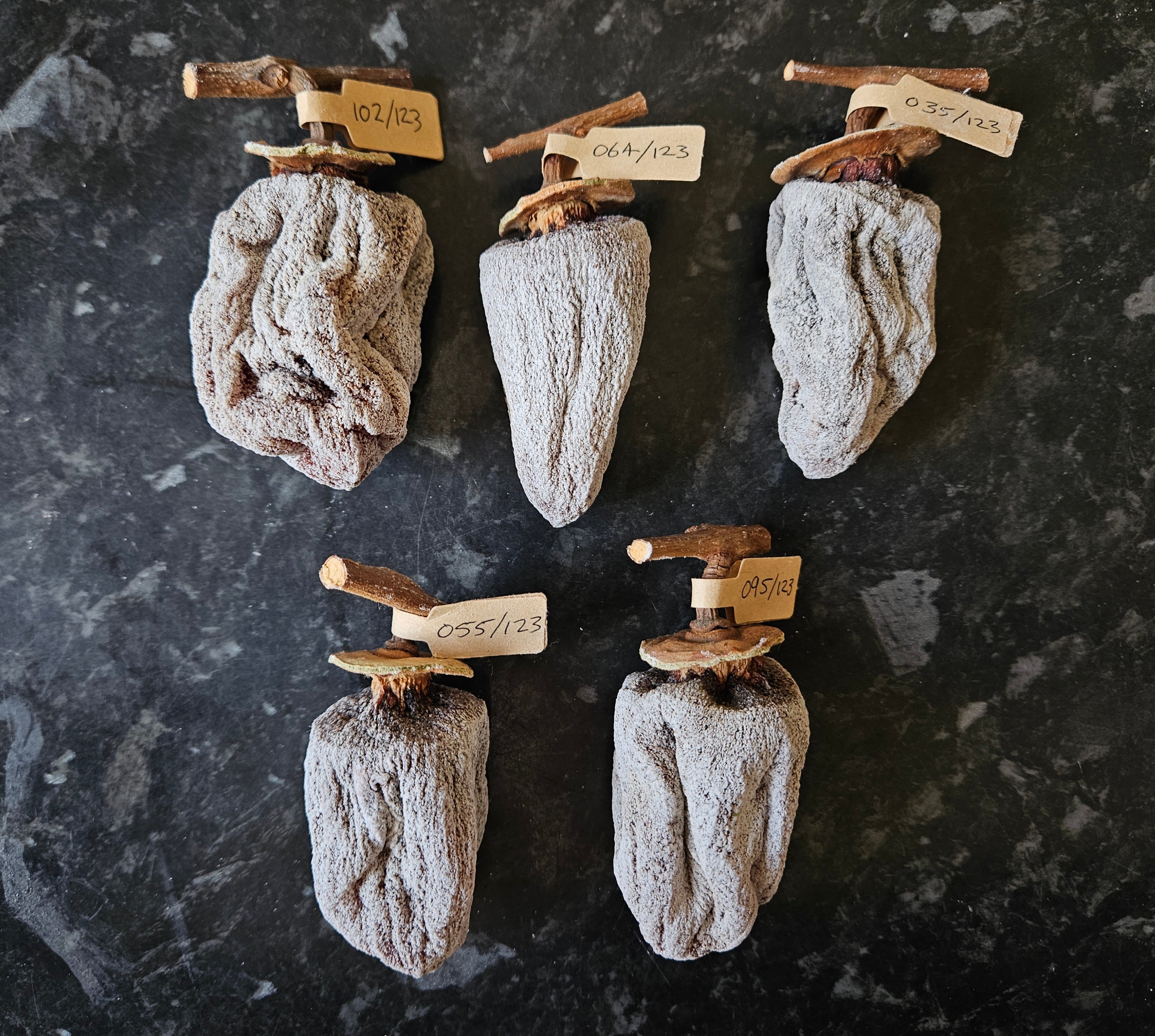 Hoshigaki - 55 Day aged -2025 Vintage – Just Kasz