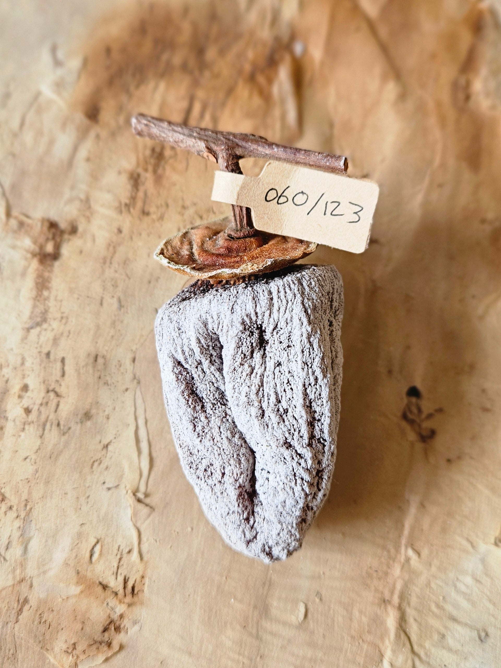 Hoshigaki - 55 Day aged -2025 Vintage – Just Kasz