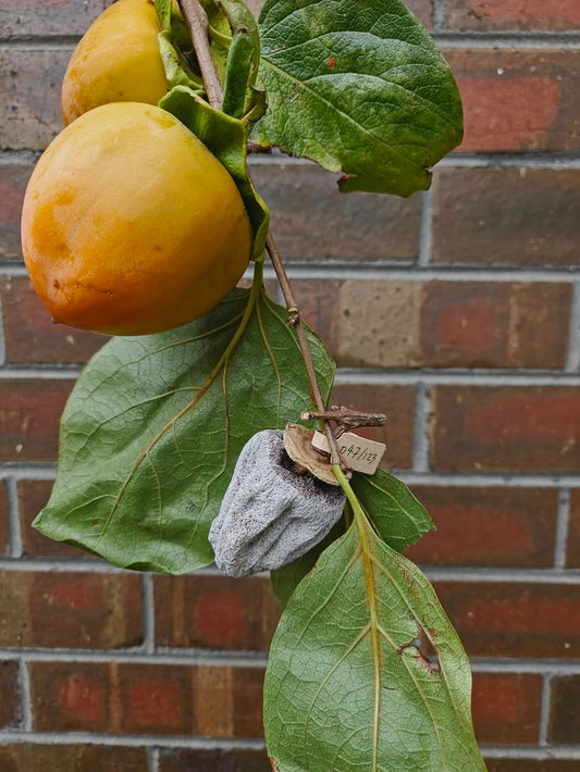 Fresh orange persimmons and a dried Hoshigaki persimmon hanging from a leafy branch.